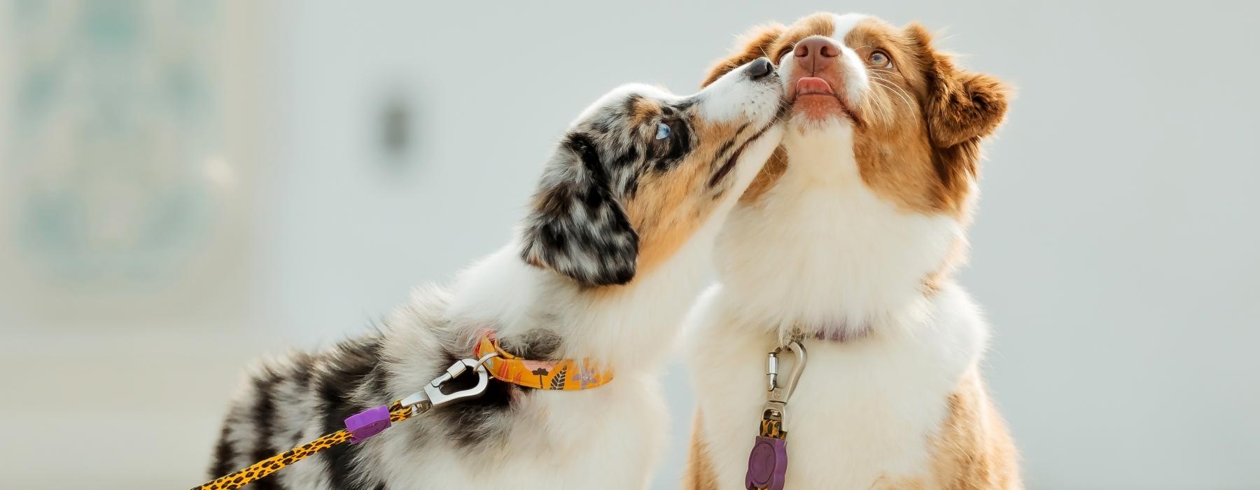 a dog biting another dog